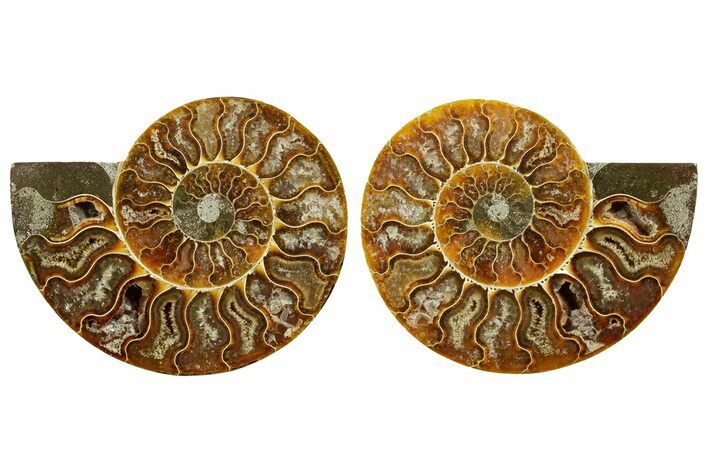 Cut & Polished Ammonite Fossil - Madagascar #369571